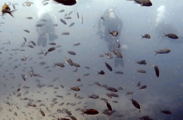  Among the fish 